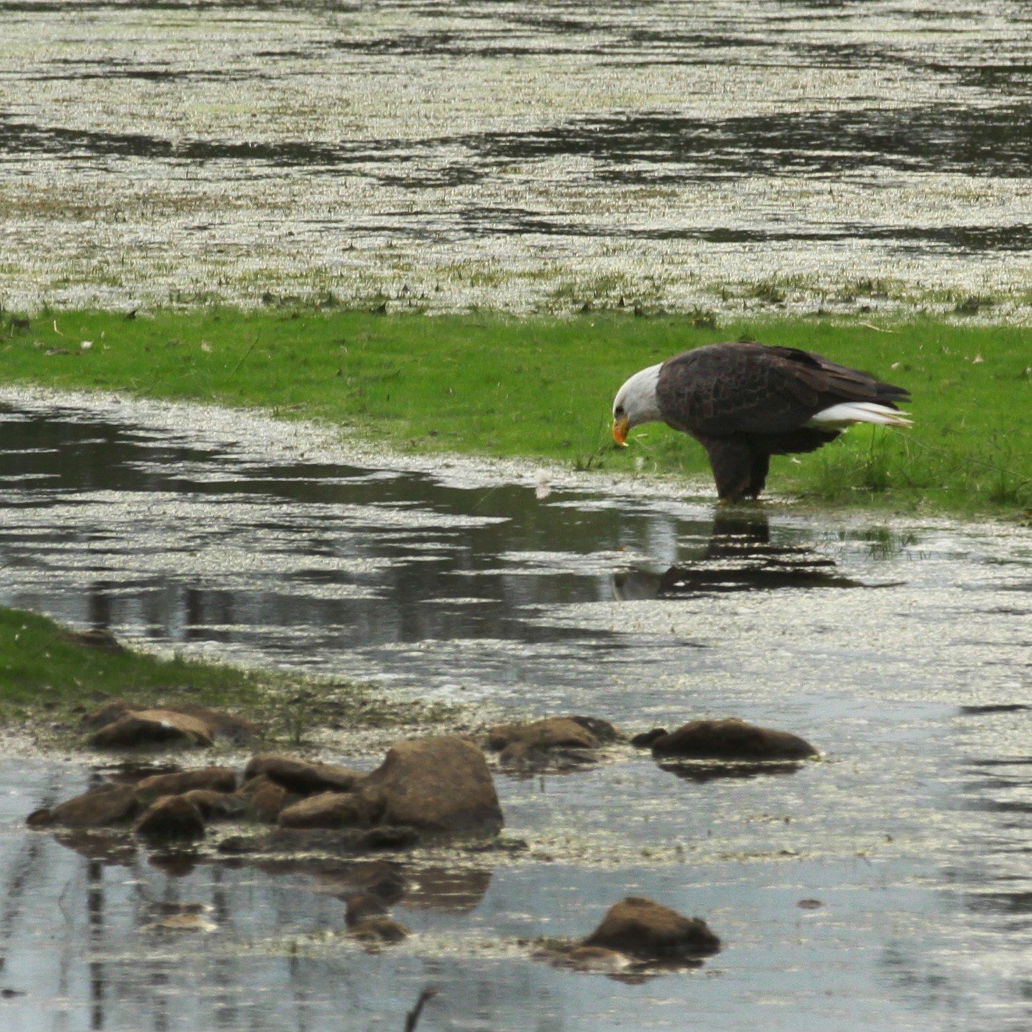 eagle1