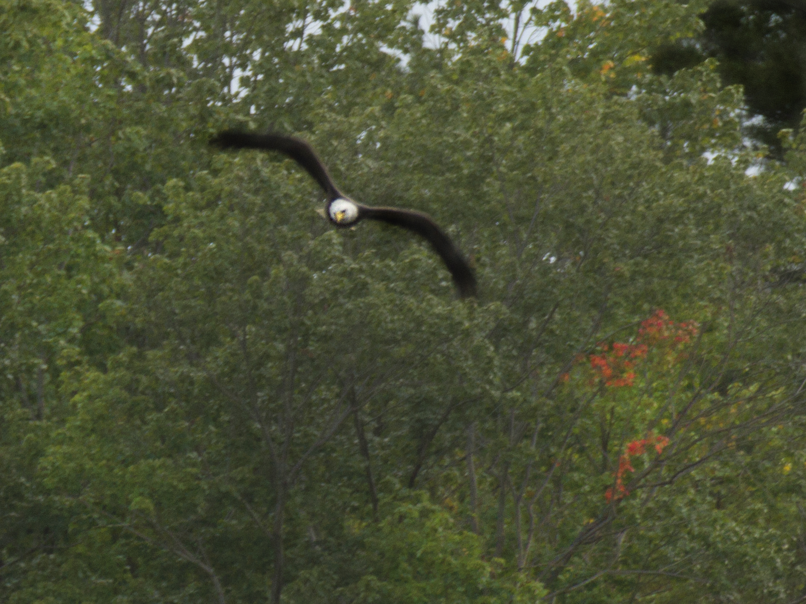 eagle2